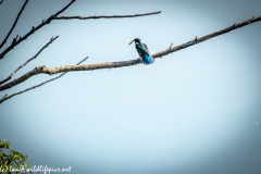 Male KingFisher on Branch With Fish Back View