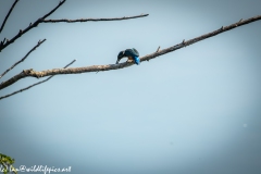 Male KingFisher on Branch With Fish Back View