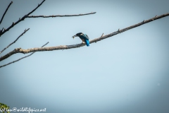 Male KingFisher on Branch With Fish Back View