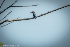 Male KingFisher on Branch With Fish Back View