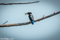 Male KingFisher on Branch With Fish Back View