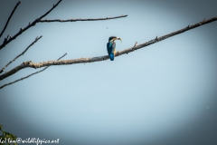 Male KingFisher on Branch With Fish Back View