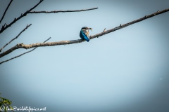 Male KingFisher on Branch With Fish Back View