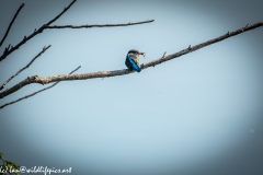 Male KingFisher on Branch With Fish Back View