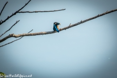 Male KingFisher on Branch With Fish Back View