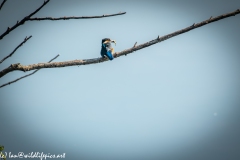 Male KingFisher on Branch With Fish Back View