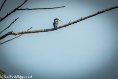 Male KingFisher on Branch With Fish Back View