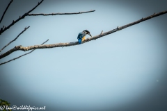 Male KingFisher on Branch With Fish Back View