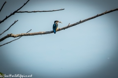 Male KingFisher on Branch With Fish Back View