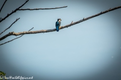 Male KingFisher on Branch With Fish Back View