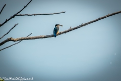 Male KingFisher on Branch With Fish Back View