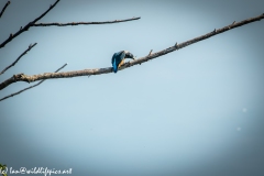 Male KingFisher on Branch With Fish Back View