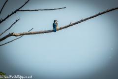 Male KingFisher on Branch With Fish Back View