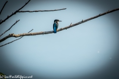 Male KingFisher on Branch Back View