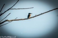 Male KingFisher on Branch Back View