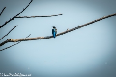 Male KingFisher on Branch Back View