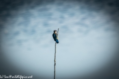 Male KingFisher on Branch Back View