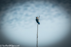 Male KingFisher on Branch Back View