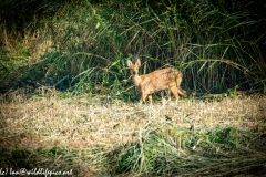 Chinese Water Deer Side View