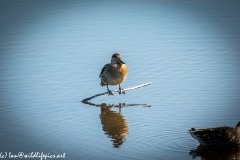 Female Mallard on Branch on Lake Front View