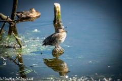 Female Mallard on Stone on Lake Side View