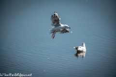 Common Tern in Flight over Lake Side View