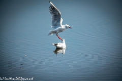 Common Tern in Flight over Lake Side View