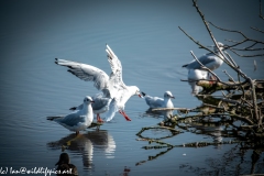 Common Tern Landing on Island on Lake Side View