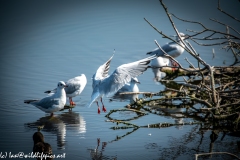 Common Tern Landing on Island on Lake Side View