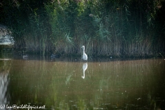 Little Egret in Lake Front View