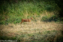 Chinese Water Deer Running Side View