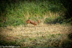 Chinese Water Deer Running Side View