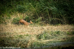 Chinese Water Deer Running Side View