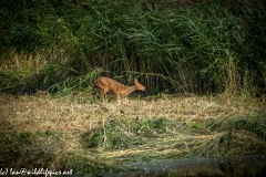 Chinese Water Deer Running Side View