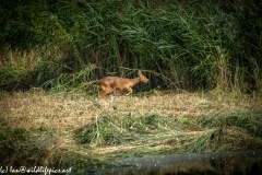 Chinese Water Deer Running Side View