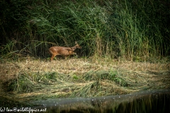 Chinese Water Deer Running Side View