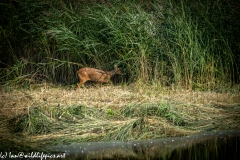 Chinese Water Deer Running Side View