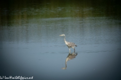 Grey Herron in Lake Fishing Side View