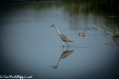 Grey Herron in Lake Fishing Side View