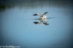 Grey Herron in Lake Fishing Side View