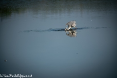 Grey Herron in Lake Fishing Side View