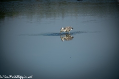 Grey Herron in Lake with Fish Side View