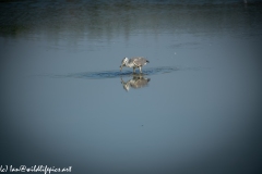 Grey Herron in Lake with Fish Side View