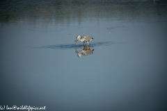 Grey Herron in Lake with Fish Side View