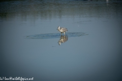 Grey Herron in Lake with Fish Front View