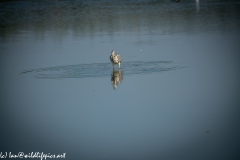 Grey Herron in Lake with Fish Front View