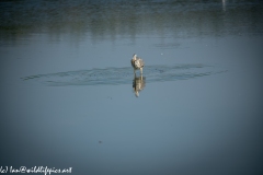 Grey Herron in Lake with Fish Front View