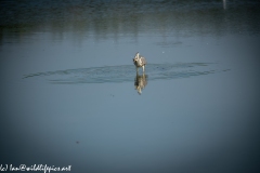 Grey Herron in Lake with Fish Front View