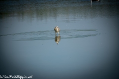 Grey Herron in Lake with Fish Front View