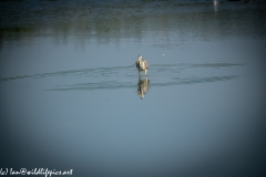 Grey Herron in Lake with Fish Front View